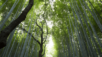 Lightroom - professional stock photography