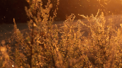 Portrait - professional stock photography